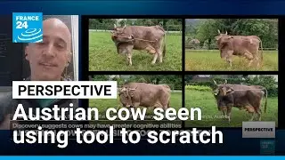 'The story of Veronika is truly mind-blowing,' researcher says on cow's tool use &bull; FRANCE 24