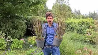 Panicum Purple Breeze