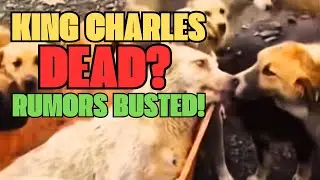 Говорят, король Карл Альфа-Пёс умер&hellip; Вот ПРАВДА 😤🐶