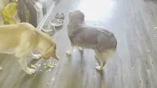 12-6-2025 How Canna steals Puff's lettuce