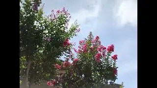 3604#木#サルスベリ#南大沢4丁目#Tree#Lagerstroemia indica#20250718#EOS 5D MarkⅡ