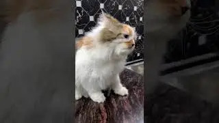 Persian cat in towel 🧲😅🙈🐈&zwj;⬛ #catsbae