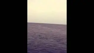 Seals in the east coast