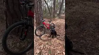 I am pibble🐶 #trek #mtb #viral #short #blowup #paid #actor