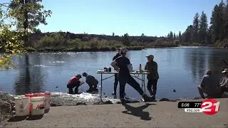 Rescue of stranded fish underway on Deschutes River