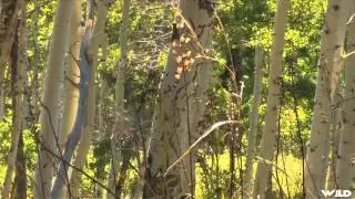 A Hunters Life - Colorado Elk