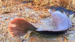 Top amazing unique fishing videos, catching fish in muddy water in the rice fields with skill