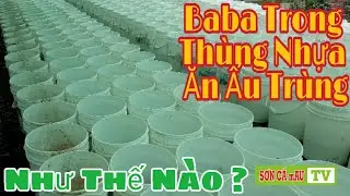 Cho Baba Nu&ocirc;i Trong Th&ugrave;ng Nhựa Ăn Ấu Tr&ugrave;ng Ruồi L&iacute;nh Đen Tại N&ocirc;ng Trại  | SƠN C&Agrave; mAU