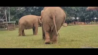 Baby Elephant great fun with the broken water pipe. #Vanyjivan #saveelephant # Wildcreature