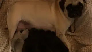 Pug Puppies LIVE NOW Sleeping 🐶 Calm, Cute & Relaxing (HD)