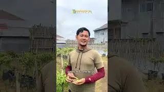 MENGENAL PENYAKIT BUAH (PATEK) #pertanian #pertanian #sayuran #shorts #shortvideo #education #agro
