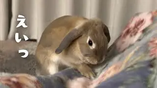 深夜、寝落ちした飼い主を本気で起こしにくるうさぎ。