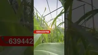 cofs 31 grass seed price in lucknow | grass seed in up | #hitechkisan #lucknow #reel #shortsvideo