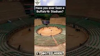 See the Gallery / Arena where Treditional BuffaloFestival sports are Happend #Buffaloshorts #shorts