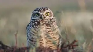 Pequ&eacute;n (Athene Cunicularia) - Burrowing owl