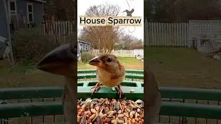 🐦 House Sparrow: The Firehouse Garden Regular. Every Bird is Welcome. 🐦