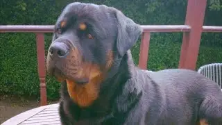 Rottweiler Growling