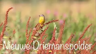 Vogels Nieuwe Driemanspolder Zoetermeer (3 & 10 juli 2022)