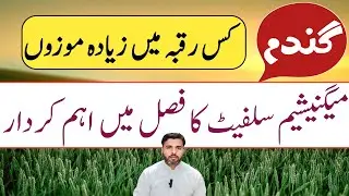 Important role of magnesium sulfate in wheat crop || Farming Expert 786