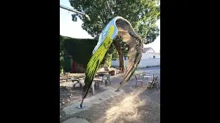 Stainless steel wing sculpture by jon voss 2021 'Tern'