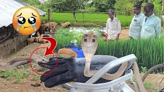 #Indian #sprectacled venomous cobra snake Rescue contact 7396969617
