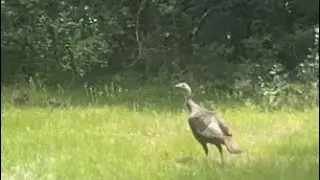 Wild Turkey Family