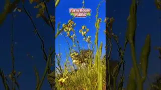 🌴Green Farm House Therapy🌿 | Nature&rsquo;s Calm Vibes | Plants + Peace 🌱 #shorts #plants #viral #tranding