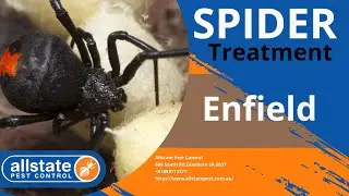 Spider Control Enfield