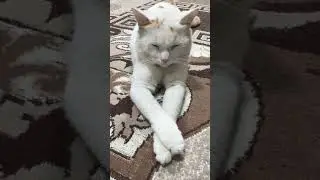 #quotes #cat #catvideos #cat #funnycats #kitty #quoteswithmeaning #cats #humor #funnycats