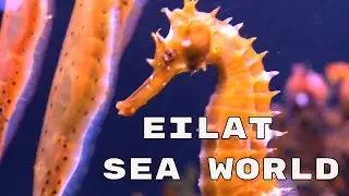 Eilat Sea World 4K / Israel