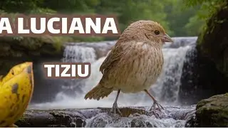 #passaros #funny #piadodefêmeadetiziu #piadodefêmea #tiziu #tiziudepulo #passarinho #tiziupiabdo