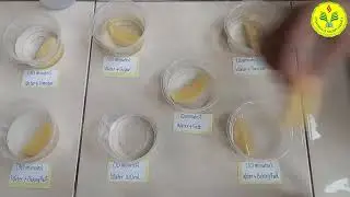Group 8 - Oxidation in Potato || Kimia B UNJ 2023