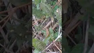 Brown grasshopper part1