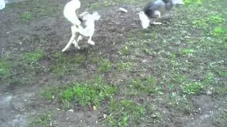 Koda and Kaya!