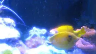 Pyroferus mimic tang and lemon peel grown up.
