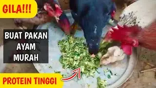 GILA!!! MEMBUAT PAKAN AYAM MURAH PROTEIN TINGGI