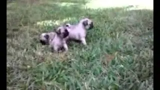 pug puppies for sale in florida 6 AKC