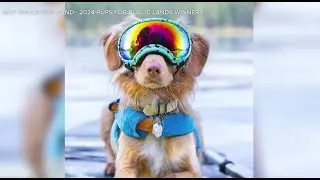 'Pups for Public Lands': Photo contest showcases dogs in the Montana outdoors