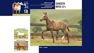 18 Dakota RFV2 50%