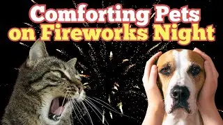 How to Prepare Your Pets for Fireworks Night