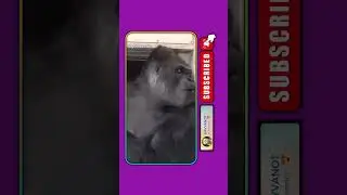 Animals React to Human Situations in the Most Unexpected Ways!