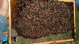 Вароа-резистентная пчела.125-18|Varroa resistant bees brood.