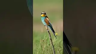 The European bee-eater (Merops apiaster)