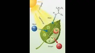 Photosynthesis 3D animation learn #science #photosynthesis