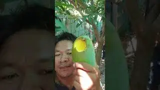 Mango Picking