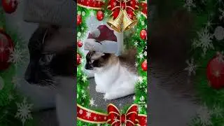 GRUMPY  CAT SANTA #flamepointsiamese#siamese #cute #funnyshorts
