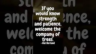 If you would know strength and patience, welcome the company of trees. ~Hal Borland