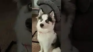 #pomsky #dog #puppy #funnydog #gooddog #lifeisbutadream #husky