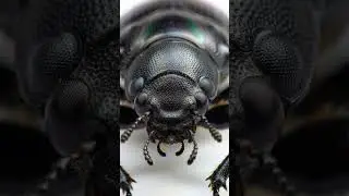 Beetle with Shiny Armor ✨