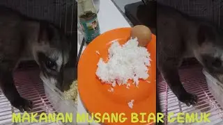 MAKANAN MUSANG BIAR SEHAT DAN GEMUK.